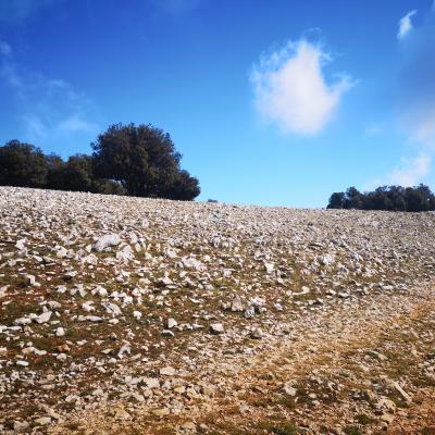 17-03-2019 Villa Santo Stefano-Il Monte Siserno (campo lupino)